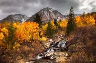 Aspens on Tioga Pass-8881